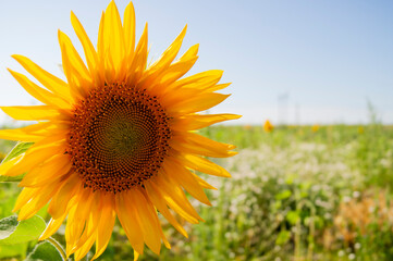 A sunflower in a field of sunflowers. Harvest of sunflowers. Collecting seeds in the summer.