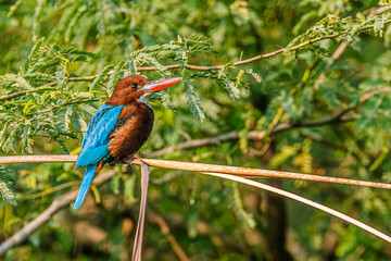 White Throated Kingfisher on a tree