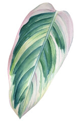 tropical leaf on isolated white background, watercolor illustration