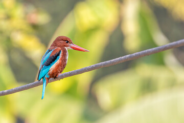 White Throated Kingfisher sitting on a wire