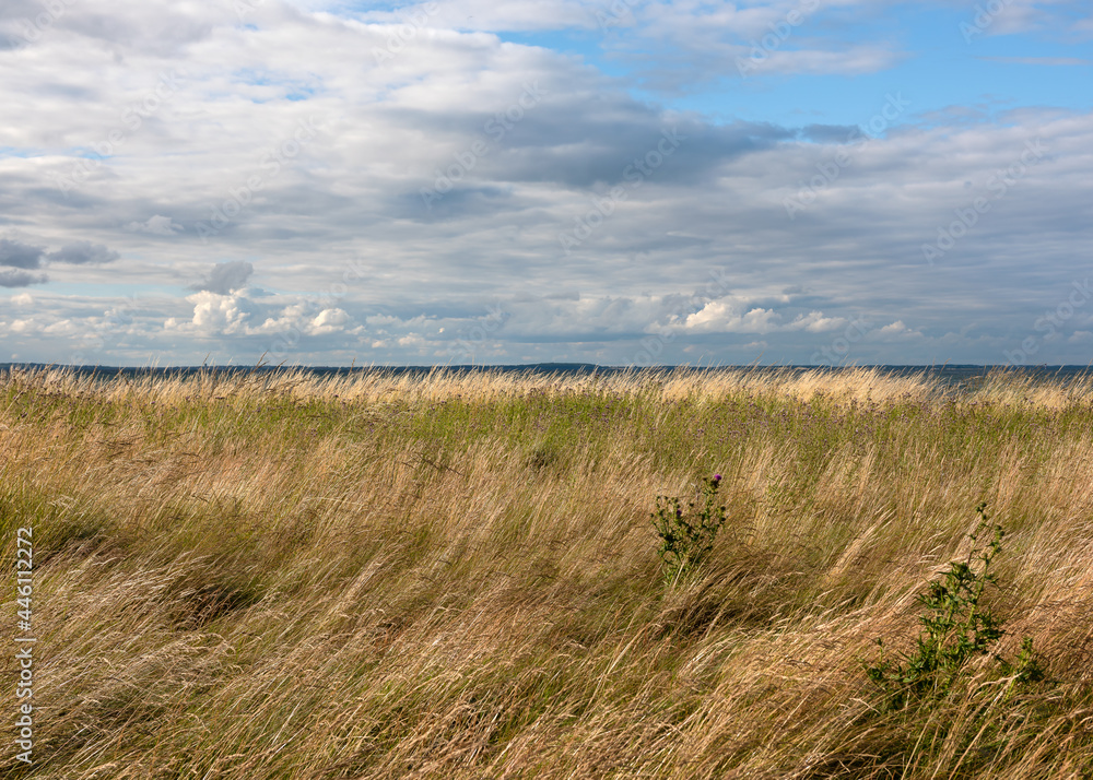 Wall mural beautiful landscape of the cloudy shoreline on the beach with waving marram grass and weeds on a win