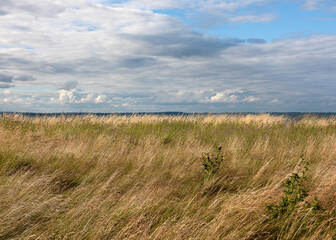 Beautiful landscape of the cloudy shoreline on the beach with waving marram grass and weeds on a...