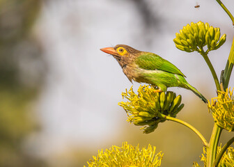 Brown Headed Barbet on a flower
