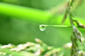 Капля росы летним утром 