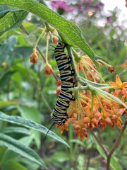caterpillar on a leaf