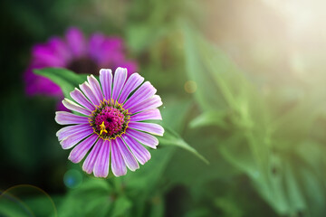 Obraz premium Pink cosmos flower (Cosmos Bipinnatus) with blurred background,soft focus. 
