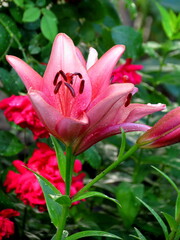 red lily flower 