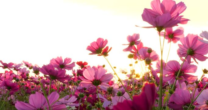 Video of backlit cosmos field in the evening
Fixed Camera Shooting. No person