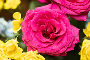 pink and yellow roses