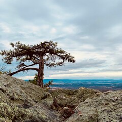 Obraz premium mountainside treetop