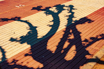 La sombra del &aacute;rbol callejero