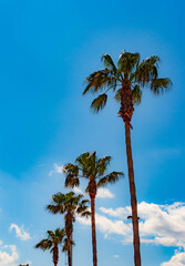 Palmeras en el cielo