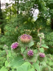 pink and yellow flower
