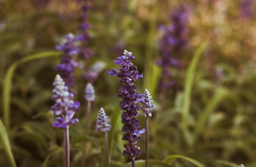 Beautiful summer flowers in the field