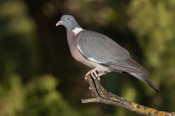 wood pigeon perched on a branch with lichens (Columba palumbus)