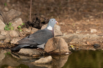 wood pigeon in the forest pond behind some stones  (Columba palumbus)