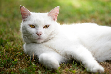 Pure white cat lying outside on the grass. 