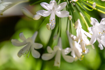 Árbusto con pétalos blancos en su flor