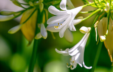 &Aacute;rbusto con p&eacute;talos blancos en su flor