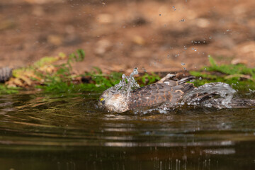 Fototapeta premium common sparrowhawk bathing and completely submerged in the water of the park's pond. (accipiter nisus)