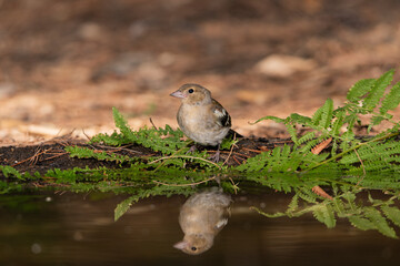 female chaffinch perched on the edge of the pond in the mediterranean forest  (Fringilla coelebs)