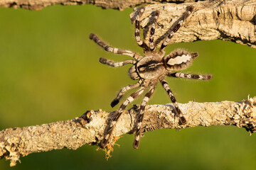 Poecilotheria ornata, known as the fringed ornamental or ornate tiger spider, is a large arboreal tarantula, which is endemic to Sri Lanka. 