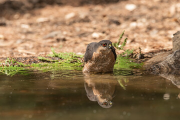 common sparrowhawk bathing in the forest pond and looking in profile (accipiter nisus)