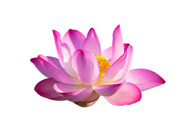 lotus Pink Isolate White flowers bloom