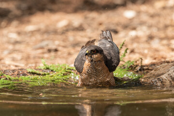 Naklejka na ściany i meble common sparrowhawk bathing in the forest pond and spreading its wings (accipiter nisus)