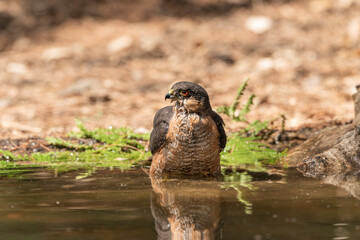 common sparrowhawk bathing in the forest pond and looking in profile (accipiter nisus)