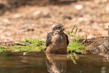 Naklejka na ściany i meble common sparrowhawk bathing in the forest pond and looking in profile (accipiter nisus)