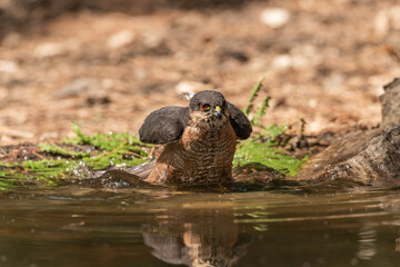 common sparrowhawk bathing in the forest pond and spreading its wings (accipiter nisus)