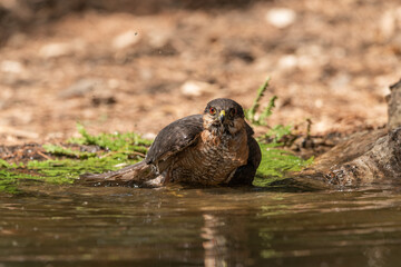 sparrowhawk bathing in the forest pond next to the ferns   Accipiter nisus