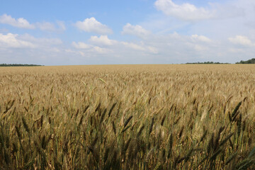 A field of wheat. Open spaces with golden ears of rye. The plant that will become flour. Bread. Endless expanses