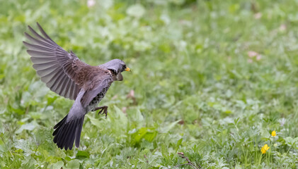 fieldfare in flight above green grass