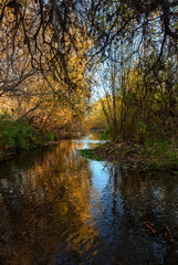 Shaded Forest Rivers