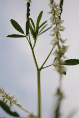 close up of a plant