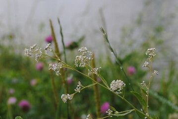butterfly on a flower