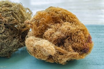 天然のテングサ　能古島