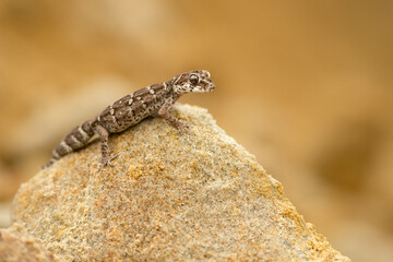 Carrot-tail viper gecko (Hemidactylus imbricatus) is a species of gecko. It is found in Iran,...