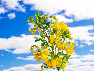 A branch with yellow flowers of Caragana arborescens on the sky background. The flowering of the Siberian pea tree. Plants of the Crimea.