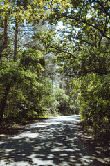 Fototapeta premium road in a green forest on a warm summer day