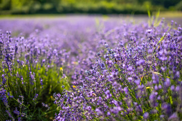 Fototapeta na wymiar Close up lavender flower blooming on the wind, Czech republic, Europe