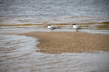 natural background birds gulls terns are resting on a large sandy beach