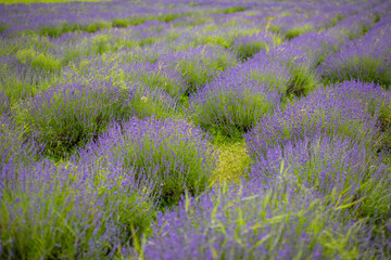 Naklejka na ściany i meble Lavender flower blooming scented fields in endless rows, Czech republic, Europe