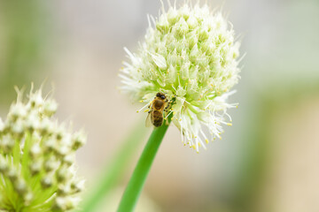 Bee and flower. Close up of a large striped bee collecting pollen on onion flower. Summer and spring backgrounds