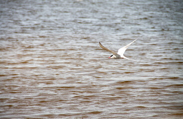natural background birds gulls terns are resting on a large sandy beach