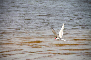 natural background birds gulls terns are resting on a large sandy beach