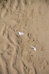 footprint in the sand