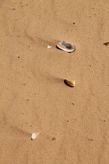 Fototapeta na wymiar natural background an open empty shell of a river oyster lies on a sandy beach